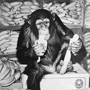 Yes we have some banans Noddy the chimp enjoying a snack at the Geest banana
