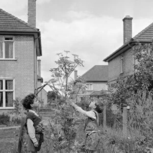 Two young gardeners check the height of this 6ft 6 inches giant parsnip in their back