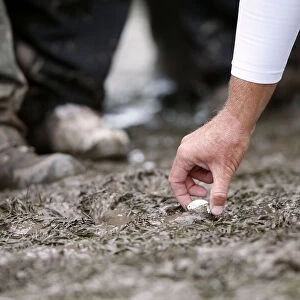 Steve Stricker Removes Ball From Mud After Tiger Woods Waywa