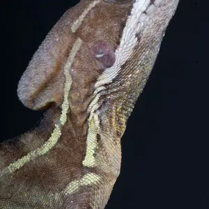 Lizards Collection: Brown Basilisk
