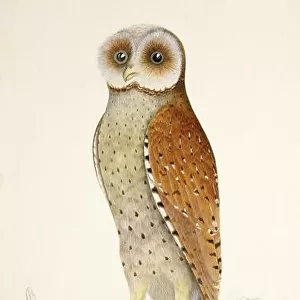 Bay Owl, Illustration, 1824