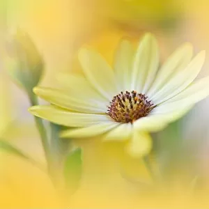 Beautiful Nature Background.Floral Art Design.Abstract Macro Photography.Gerbera Daisy Flower.Golden Background.Creative Artistic Wallpaper.Summer, sun