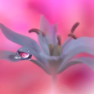 Beautiful Pink Nature Background.Colorful Artistic Wallpaper.Natural Abstract Macro Photography.Creative Floral Art Design.Coral Color.Water drop.Pure