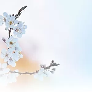Beautiful spring nature cherry blossom web banner or header. Blurred space for your text.Blue Sky Background.Artistic Flowers.Art macro photography