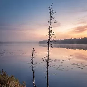 Beautiful sunrise landscape with old rugged trees and calm lake at foggy summer morning in Finland