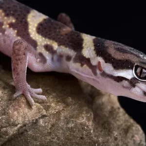 Lizards Collection: Central American Banded Gecko