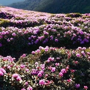 Charming pink rhododendron flowers at Carpathian mountains. Beautiful nature background and perfect summer wallpaper