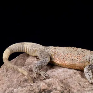 Lizards Collection: Chuckwalla Lizard