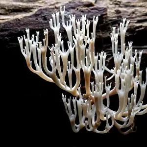 Crown-tipped Coral Fungus or Crown Coral Fungus (Artomyces pyxidatus) - DuPont State Recreational Forest - Cedar Mountain, near Brevard, North Carolin
