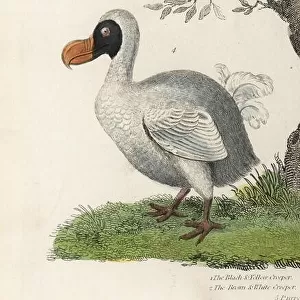 Dodo, Raphus cucullatus, extinct flightless bird (formerly Didus ineptus). Handcoloured copperplate engraving by an unknown artist from William