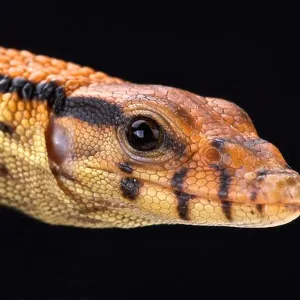 Lizards Collection: Dumerils Monitor