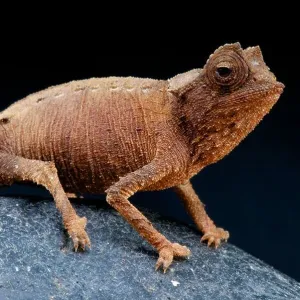 Lizards Collection: Plated Lizards