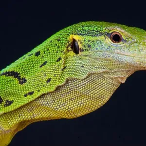 Lizards Collection: Cape Monitor Lizard