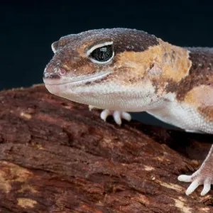 Lizards Collection: African Fat-Tailed Gecko