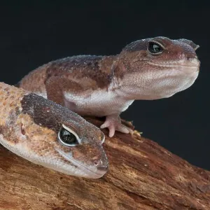 Lizards Collection: Fat-Tailed Gecko