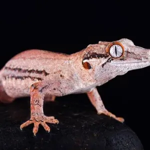 Lizards Collection: Gargoyle Gecko