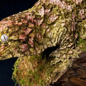 Lizards Collection: New Caledonian Giant Gecko