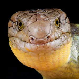 Lizards Collection: Prehensile-Tailed Skink