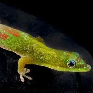 Lizards Collection: Gold-Dust Day Gecko