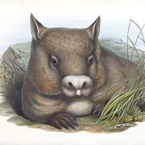 Vombatidae Collection: Southern Hairy-nosed Wombat