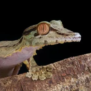 Lizards Collection: Madagascar Giant Day Gecko