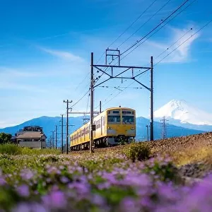 A local train of JR Izuhakone Tetsudo-Sunzu Line traveling through the countryside on a sunny spring day and Mt. Fuji in Mishima, Shizuoka, Japan