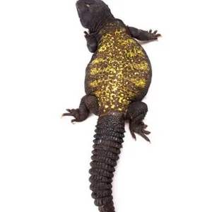 Lizards Collection: Mali Uromastyx