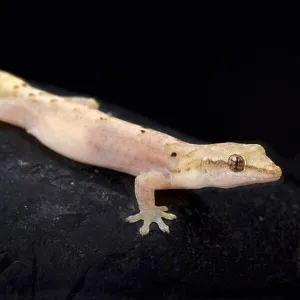 Lizards Collection: Mourning Gecko