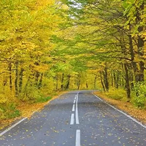 Narrow winding road in yellow autumn forest, with fallen leaves on the road