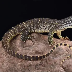 Lizards Collection: Argus Monitor