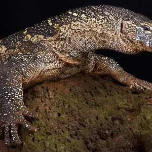 Lizards Collection: Nile Monitor Lizard