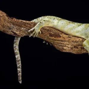 Lizards Collection: Monkey-Tailed Skink