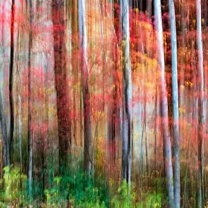Painterly abstract motion blur of vibrant fall colors in Pisgah National Forest, Brevard, North Carolina, USA