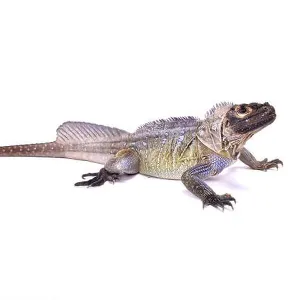 Lizards Collection: Sailfin Dragon