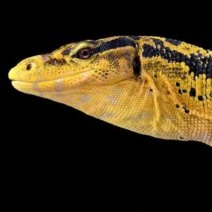 Lizards Collection: Asian Water Monitor