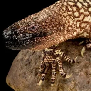 Lizards Collection: Mexican Beaded Lizard