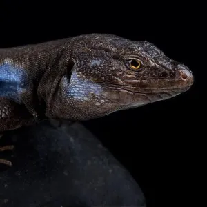 Lizards Collection: Lacertids