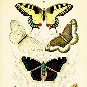 Traugott Bromme - Beautiful vintage butterfly illustrations from The Handbook of the Natural History of all Three Kingdoms