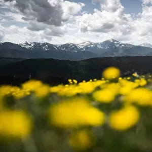 Yellow flowers on spring Ukrainian Carpathians mountains. Landscape photography