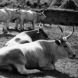 Maremma cows in Sant'Antimo