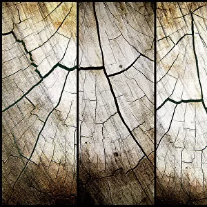 4 panel cross section of tree cut