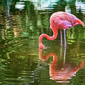 Florida, Davie, Flamingo Gardens (west of Fort Lauderdale)