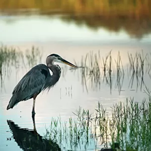 Florida, Everglades, Great Blue Heron, Arthur R. Marshall Loxahatchee Wildlife Refuge