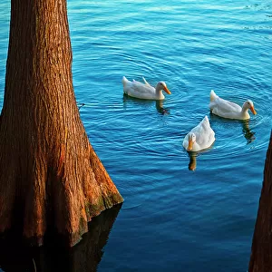 Florida, Orlando, Lake Eola and duck