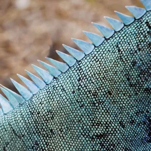 Lizards Collection: Grand Cayman Blue Iguana