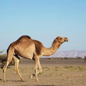 Arabian Camel Print Arabian Camel Print