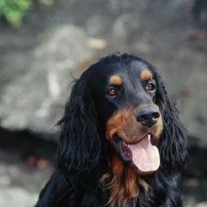 Closeup Gordon Setter Print Closeup Gordon Setter Print