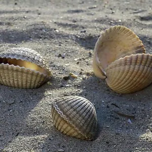 Cockle Shells Print Cockle Shells Print