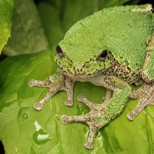 Gray Treefrog Print, Thornton Ontario Canada Gray Treefrog Print, Thornton Ontario Canada