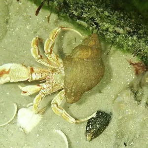 Hermit crab Print from SuperStock Hermit crab Print from SuperStock